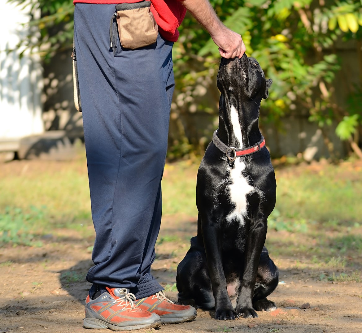 Find pet care professionals for every need