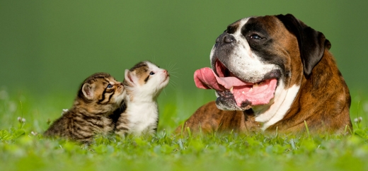 Cane e gatto insieme nell'erba