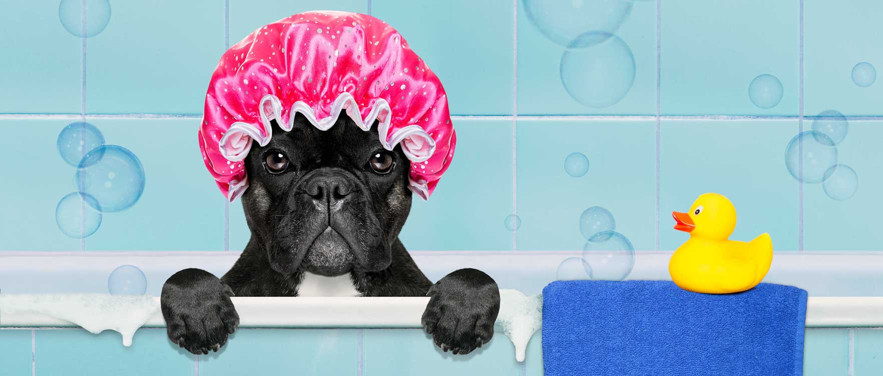 Un french bulldog pensieroso nella vasca da bagno di una toeletta